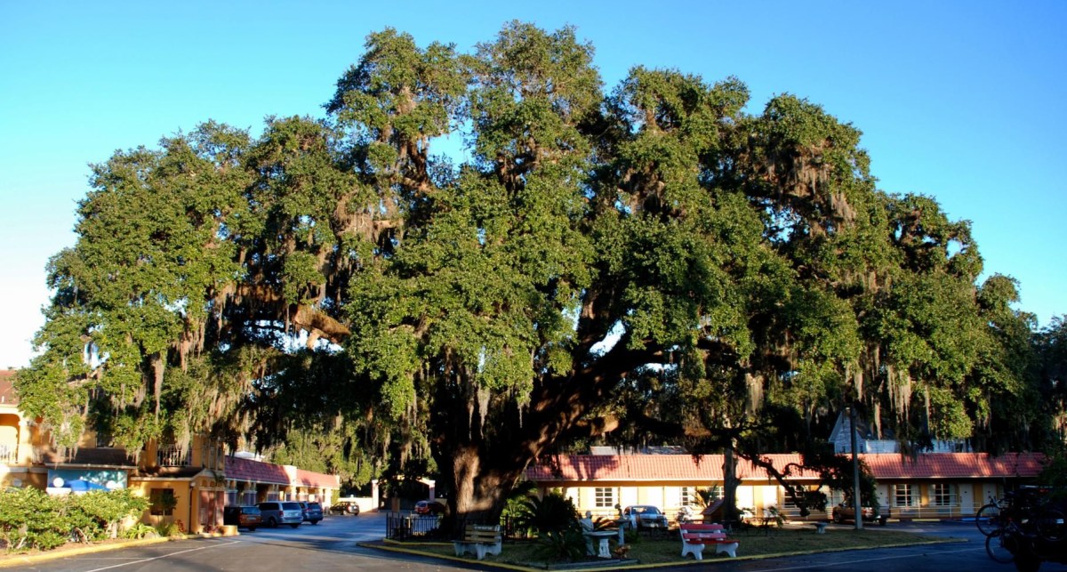 Why the Oak&nbsp;Tree